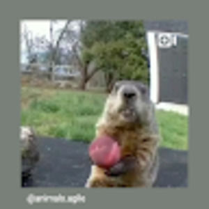 Meet your Posher, Dobie